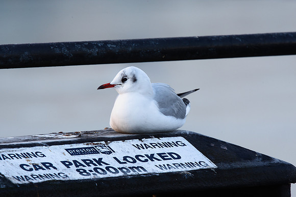 Black-headed Gulls