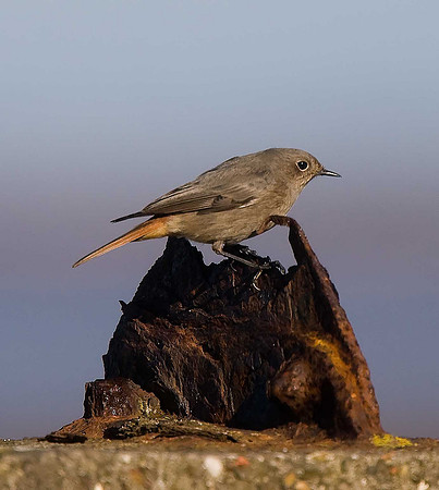 Black Redstart