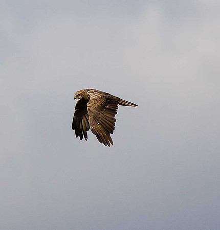 Marsh Harrier