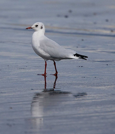 Black-headed Gull