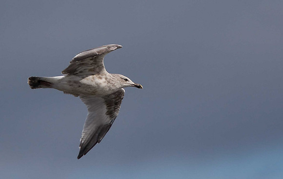 Herring Gull