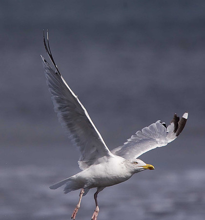 Herring Gull