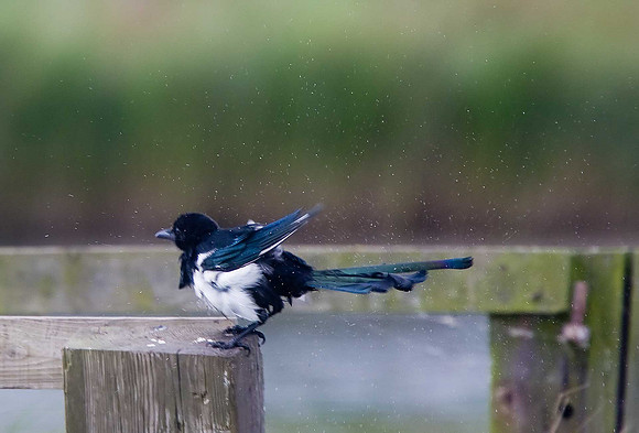Magpie
