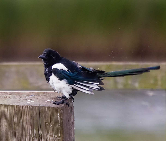 Magpie