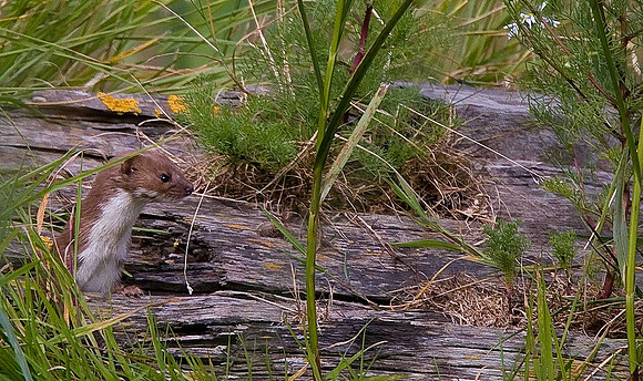 Weasel