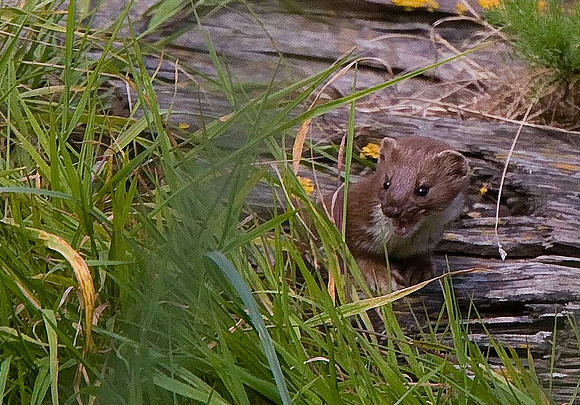Weasel