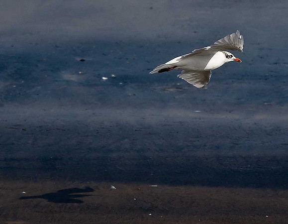 Mediterranean Gull