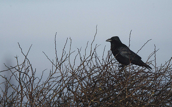 Crow