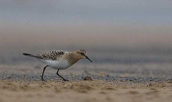 Baird's Sandpiper