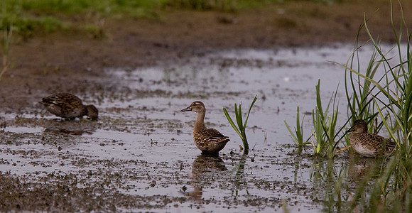 Garganey