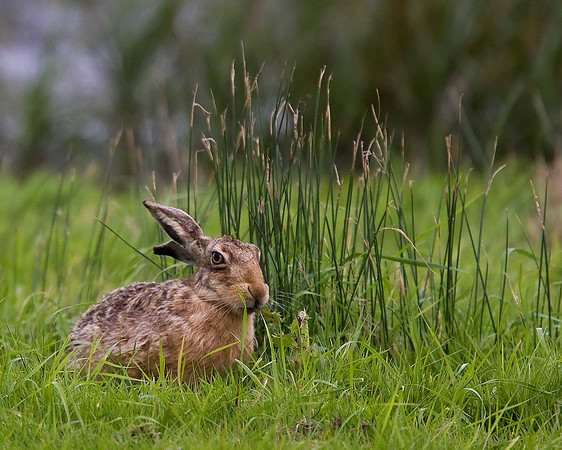 Hare