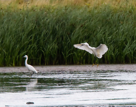 Little Egret