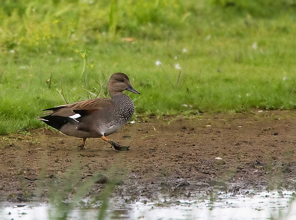 Gadwall