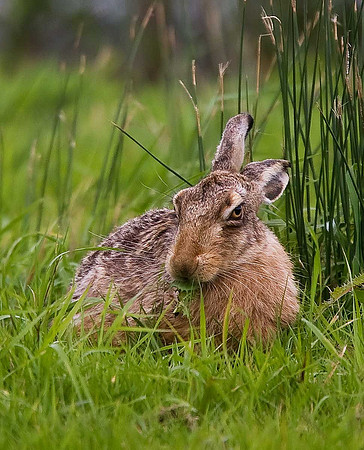 Hare