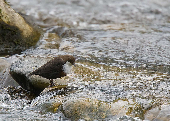 Dipper