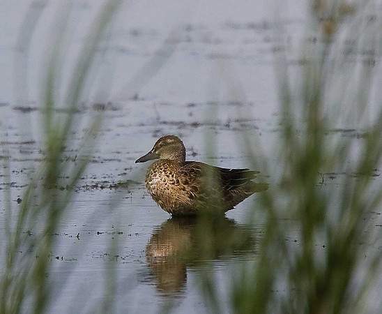 Garganey