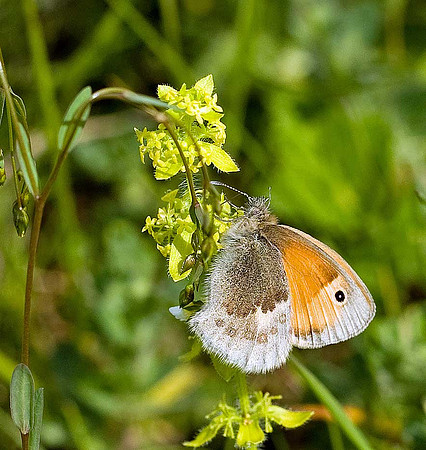 Small Heath
