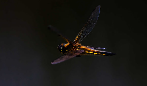Four Spot Chaser