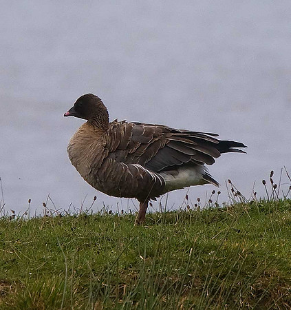 Pink-footed Goose