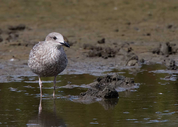 Herring Gull