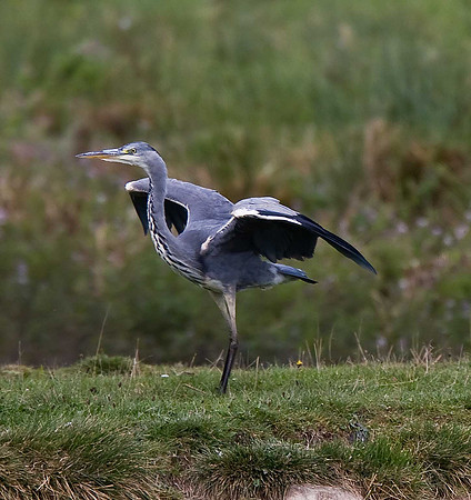 Grey Heron