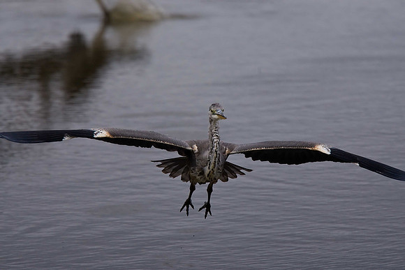 Grey Heron
