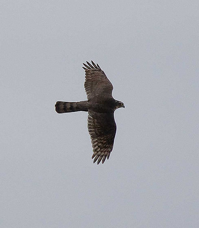 Sparrowhawk