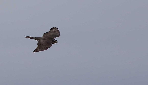 Sparrowhawk