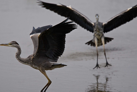 Grey Heron