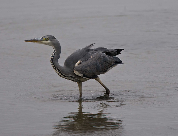 Grey Heron