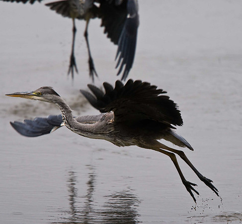 Grey Heron