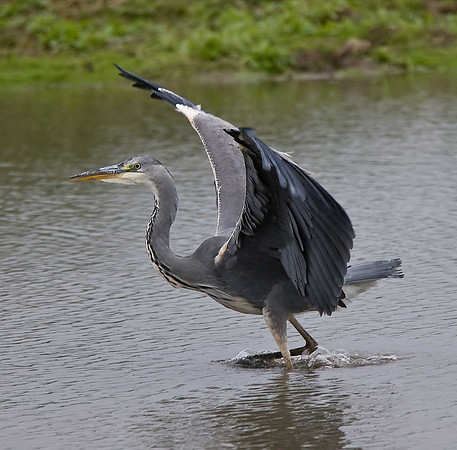 Grey Heron