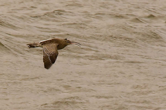 Whimbrel