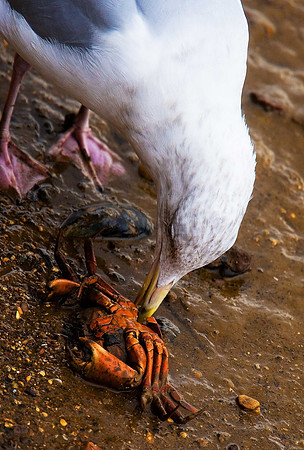 Herring Gull