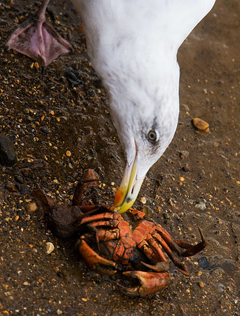 Herring Gull