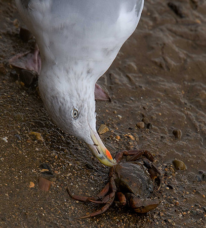 Herring Gull
