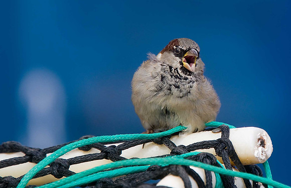 House Sparrow