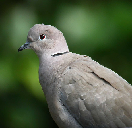 Collared Dove