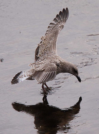 Herring Gull
