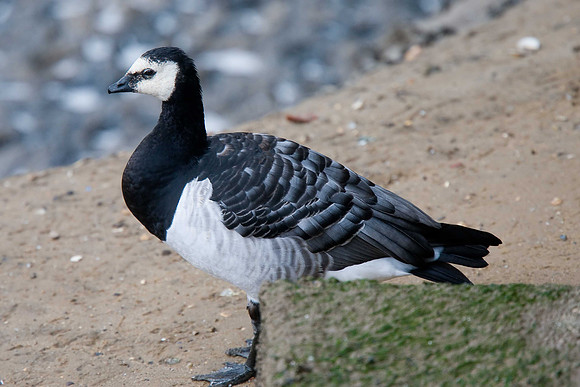 Barnacle Goose