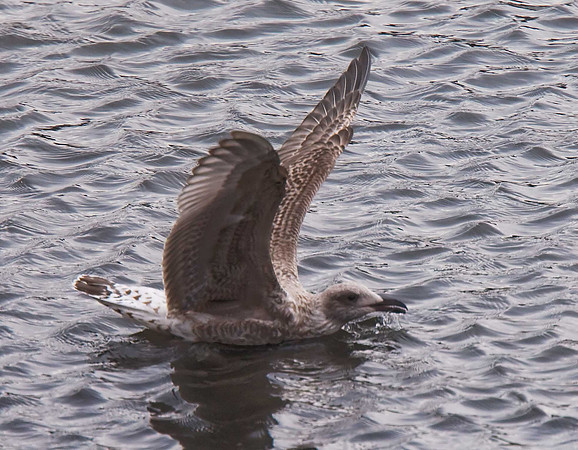 Herring Gull