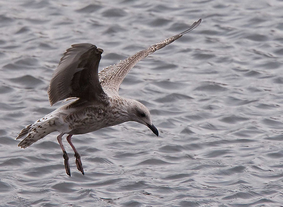 Herring Gull