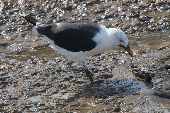 Great Black-backed Gull