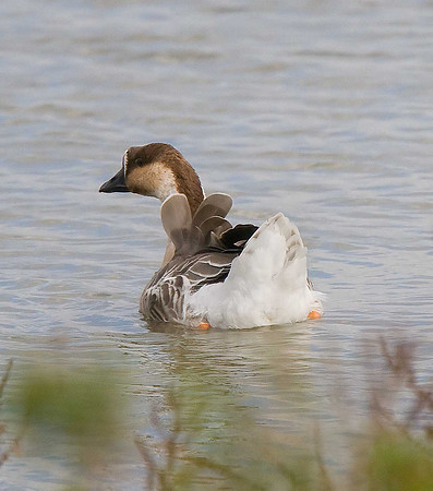 Swan Goose