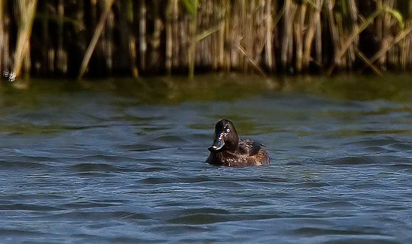 Ferruginous Duck