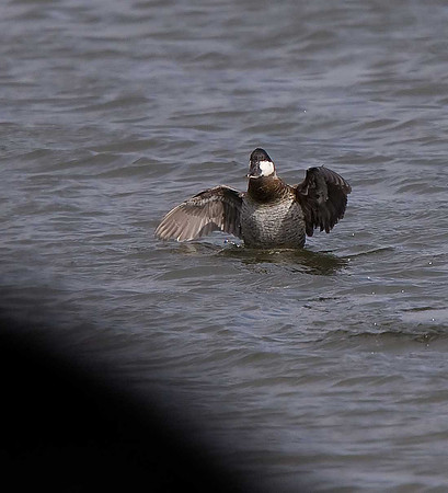 Ruddy Duck