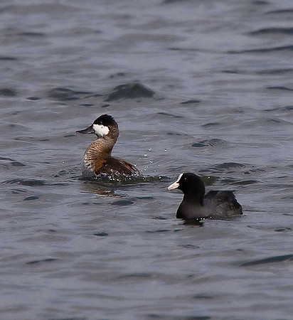 Ruddy Duck