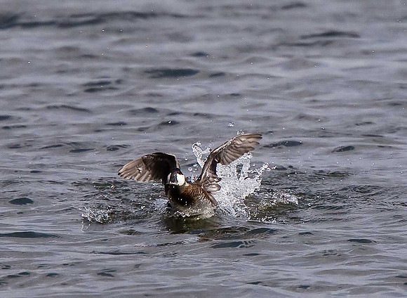 Ruddy Duck