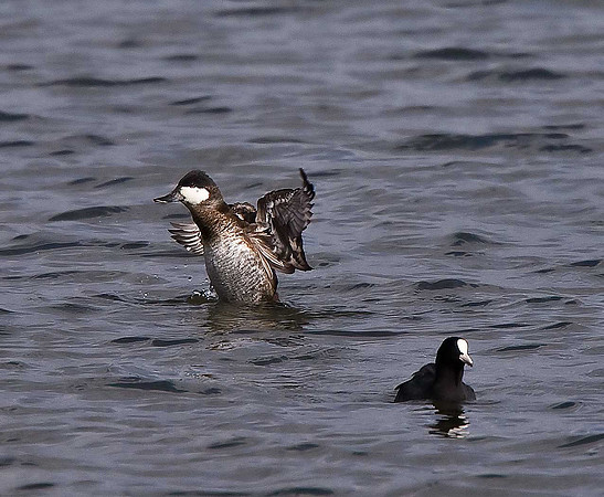 Ruddy Duck