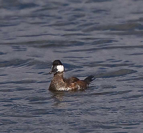 Ruddy Duck